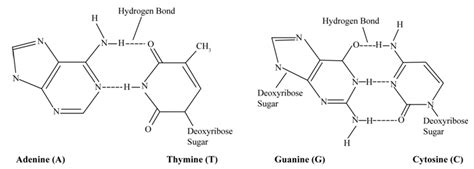 Figure 26.4: Hydrogen Bonding Between Base pairs in DNA.