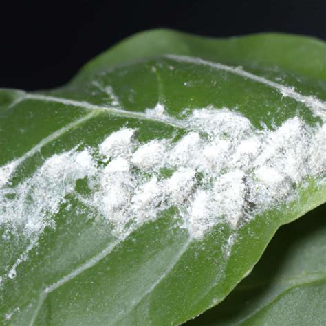 How to Get Rid of Mealybugs on Plants: A Full Guide to Home Remedies ...