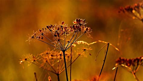 Native Seed Collecting at Gabis Arboretum, 450W 100N, Valparaiso, IN ...