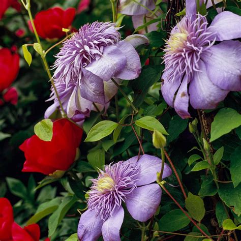 Our Guide to Clematis Vine Care for Beautiful Blooms