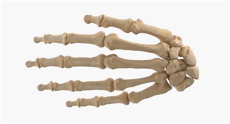 Bones of the Hand Quiz - Doquizzes