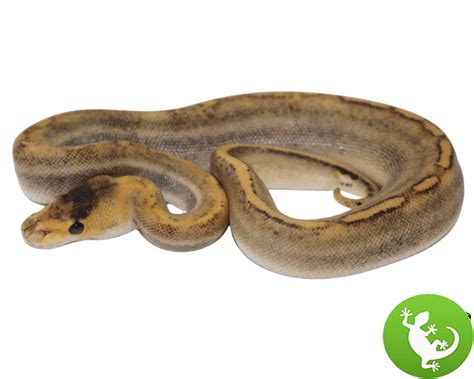 Image result for Champagne Ball Python