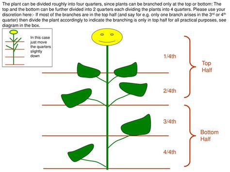 Image result for Branching Process Examples Find MU