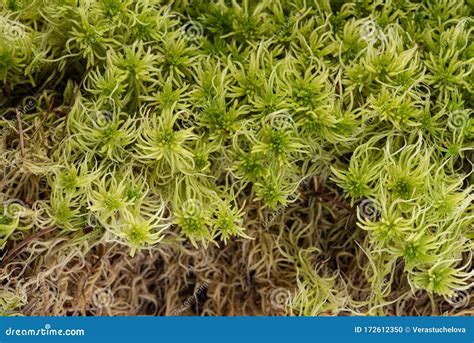 Dry Sphagnum, Peat Moss, Perennial Marsh White Moss Of Light Brown ...