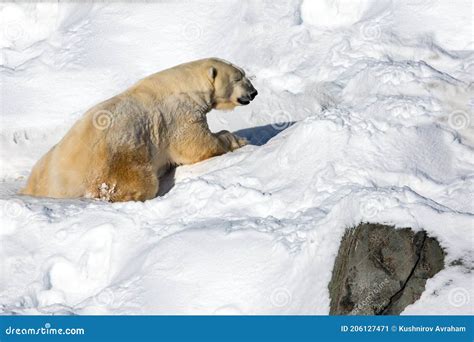 Polar Bear Ranua Zoo 的图像结果