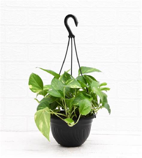 Money Plant Variegated Hanging | TheGreenyard.in