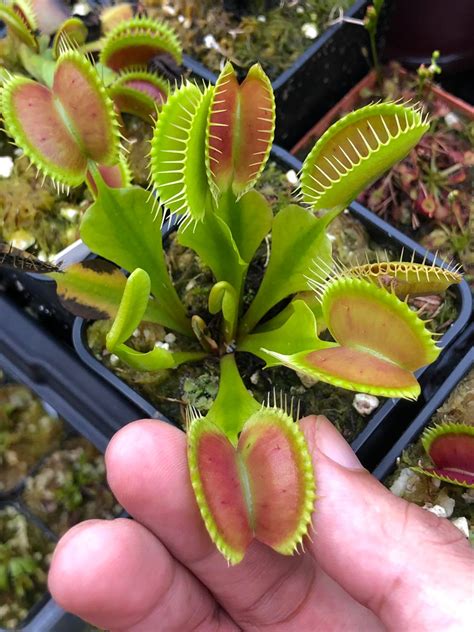 Blue Giant Venus Fly Trap at Katharine Gillis blog