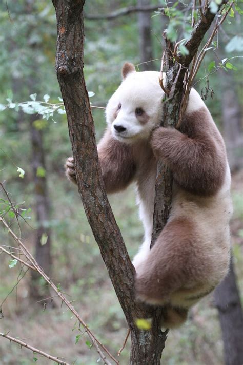 全球唯一 大熊猫毛发白色变金色__凤凰网