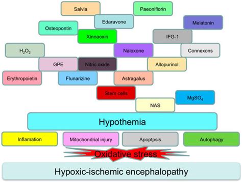 Oxidative Stress in Hypoxic-Ischemic Encephalopathy: Molecular ...