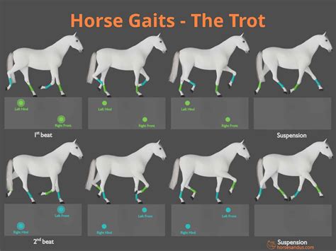 What Are The Four Gaits Of A Horse at Steven Broadnax blog