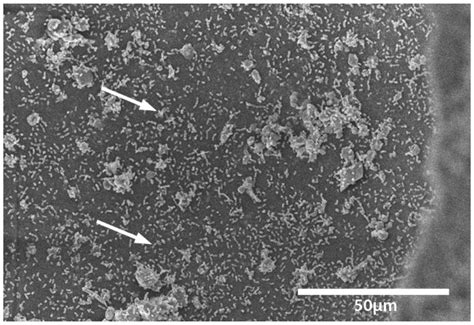 Use of Foaming Disinfectants and Cleaners to Reduce Aerobic Bacteria ...