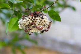 Image result for Wasp Nest