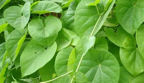 5 Health Benefits of Eating Guduchi Powder - lifeberrys.com