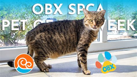 Meet the Outer Banks SPCA Pet of the Week Lady | Island Free Press