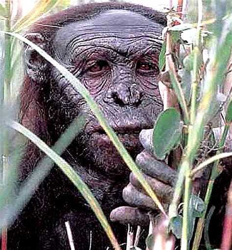 Australopithecus Documentary 的图像结果