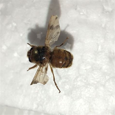 Image result for Bot Fly Control