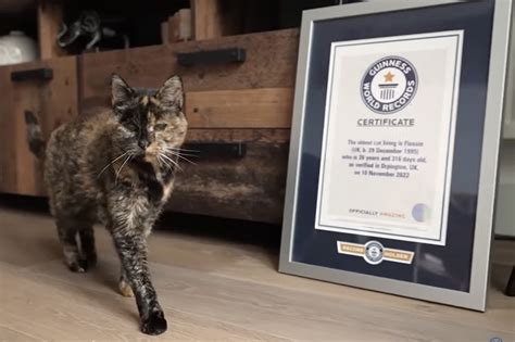 Guinness World Records 2022 Smallest Cat