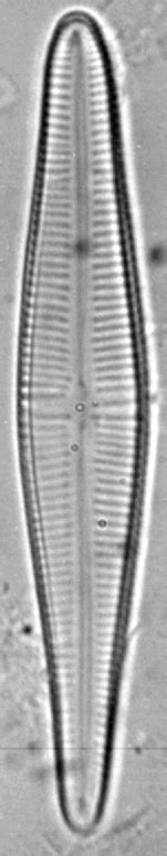 Diatom Based Pollution Monitoring in Urban Wetlands of Coimbatore ...