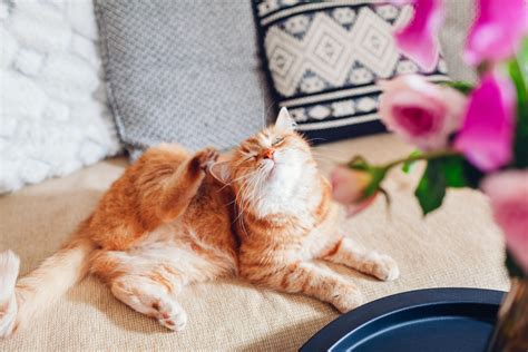 Say Goodbye To Pesky Pests: Flea and Tick Prevention