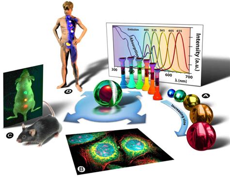 Quantum Dots—From Synthesis to Applications in Biomedicine and Life ...