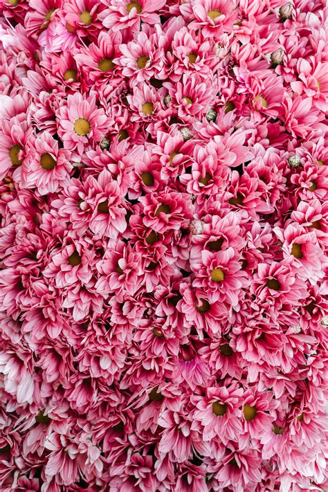 Flower Texture Photos, Download The BEST Free Flower Texture Stock ...
