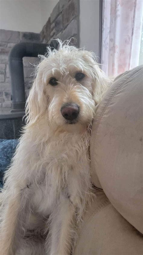 Dog for Adoption - Cooper (doodle), a Labrador Retriever in Shelby ...