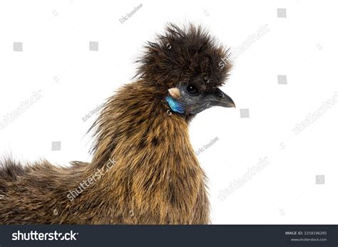 Partridge Silkie Chickens
