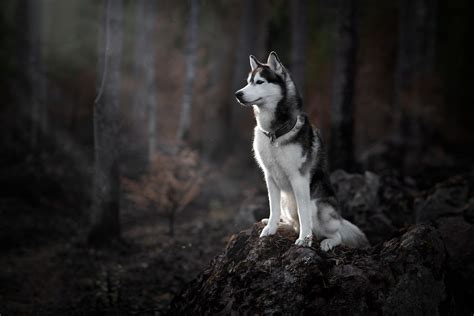 Siberian Husky Wallpaper: Black and White Husky Dog in Forest