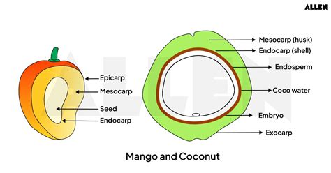 True Fruit, Classification and FAQs