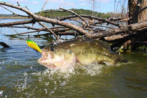 Discover The Largest Largemouth Bass Ever Caught In Massachusetts - A-Z ...