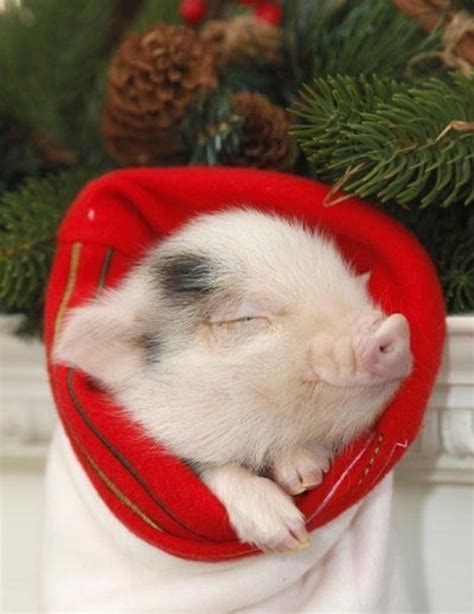 猪宝宝 -- 酷特网，分享卡哇伊的动物萌图！动物萌宠图片分享网站