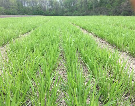 RC Big Rock Switchgrass (Pure Live Seed) | Albert Lea Seed