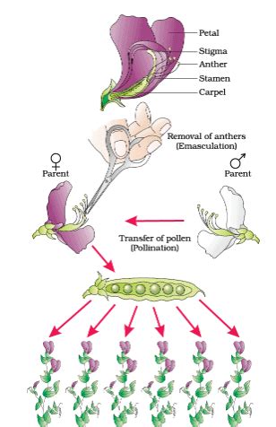 Principles of Inheritance and Mendal laws of Inheritance - Biology ...