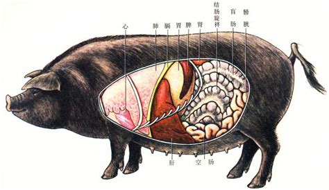 猪肉做法, 详解猪身上每个部位的不同做法|排骨|猪肉|猪脚_新浪新闻