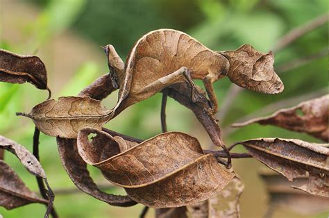 Camouflage Images Of Animals