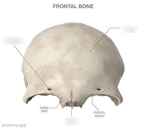 Image result for Frontal Bone Function