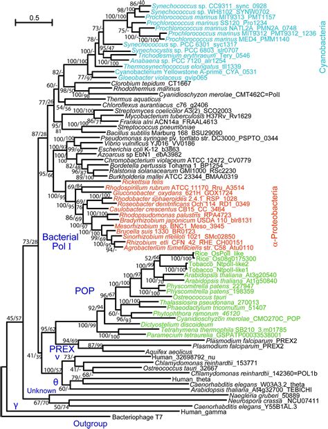 Do Plants Have Dna Polymerase at Amy Hartzell blog