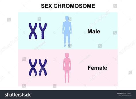 Xx Chromosome Male Female