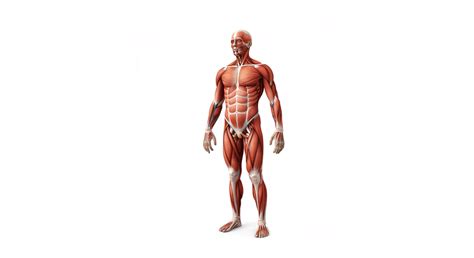 Learnursing - Anatomy Of Muscular System