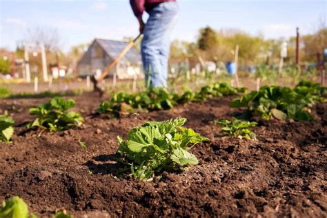 What Is Homesteading: The Ultimate Guide - Go Roboted