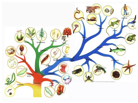 IGCSE Biology - classifying animals phylum vertebrates - five classes | ODP