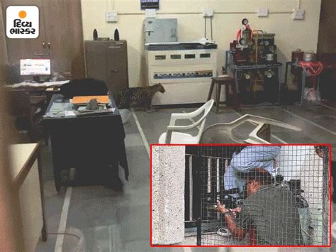 Leopard running into the laboratory of the Agricultural University, VIDEO