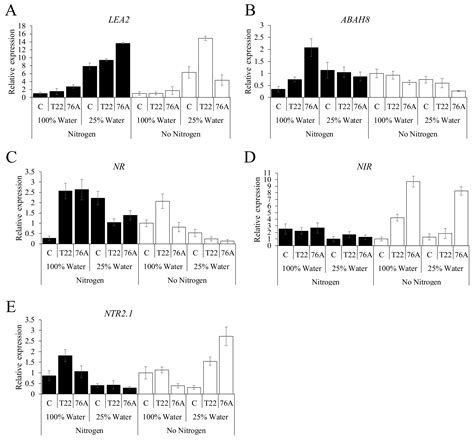 Biostimulant Activity of Azotobacter chroococcum and Trichoderma ...