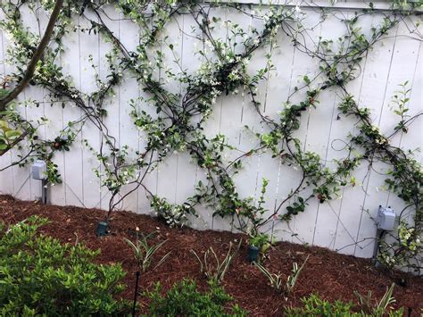 The Uptown Acorn: The Smell of Jasmine - what is the smell of jasmine