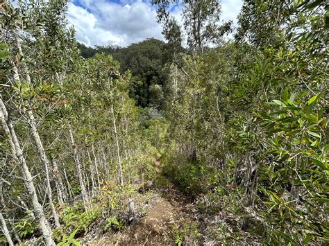 Hiking the Wahiawā Hills Trail on Oʻahu — noahawaii