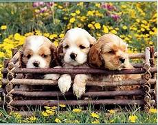 Best Puppy Backgrounds by Puppies In Flowers Computer Wallpaper Wallpapersafari Best Puppy Backgrounds