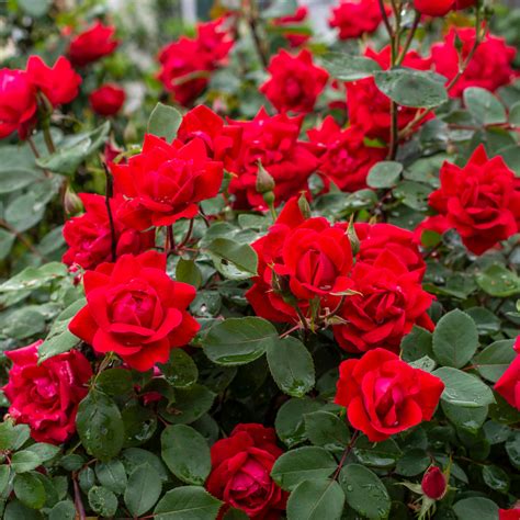 Rose - The KnockOut Double Red® – Plantcetera