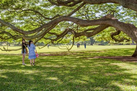 About Aliamanu-Salt Lake | Schools, Demographics, Things to Do - Homes.com