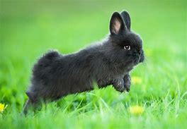 Image result for Cute Baby Bunny Names