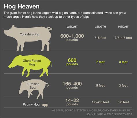 wild hog | Wild boar hunting, Pig hunting, Boar hunting
